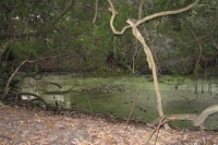 Filename=Florida_Fort_Clinche_State_Park_Willow_Pond.jpg
Filesize=541KB
Dimensions=900x600
Date added=Feb 12, 2008 Florida_Fort_Clinche_State_Park_Willow_Pond.jpg