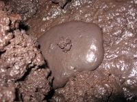 Filename=Hawaii_Kazumura_Cave_Chocolate_Lava.jpg
Filesize=574KB
Dimensions=900x675
Date added=Feb 18, 2008 Hawaii_Kazumura_Cave_Chocolate_Lava.jpg