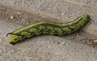 Filename=Hawaii_Waikiki_Caterpillar.jpg
Filesize=451KB
Dimensions=899x571
Date added=Feb 11, 2008 Hawaii_Waikiki_Caterpillar.jpg
