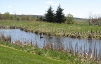 Filename=Hillsborough_wetland_park_trail_geese_goslings2.jpg
Filesize=594KB
Dimensions=900x578
Date added=May 15, 2010 Hillsborough_wetland_park_trail_geese_goslings2.jpg