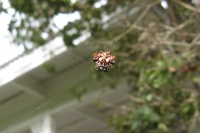 Filename=Jacaranda_Inn_Spider.jpg
Filesize=298KB
Dimensions=900x600
Date added=Feb 27, 2008 Jacaranda_Inn_Spider.jpg