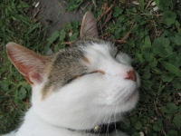 Filename=Sassie_face.jpg
Filesize=582KB
Dimensions=900x675
Date added=Jul 19, 2009 Sassie_face.jpg