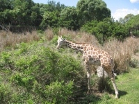 Filename=WDW_AK_Africa_Kilimanjaro_Safaris_Giraffe.jpg
Filesize=334KB
Dimensions=640x480
Date added=May 11, 2009 WDW_AK_Africa_Kilimanjaro_Safaris_Giraffe.jpg