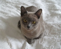 Filename=alaska-burmese-kitten-on-white-ikea-bedcover.jpg
Filesize=55KB
Dimensions=777x634
Date added=Nov 25, 2008 alaska-burmese-kitten-on-white-ikea-bedcover.jpg