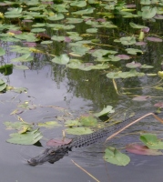 Filename=alligator-floating-on-surface-near-leaves.jpg
Filesize=111KB
Dimensions=607x675
Date added=Mar 09, 2008 alligator-floating-on-surface-near-leaves.jpg