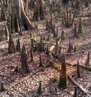 Filename=bald-cypress-knees.jpg
Filesize=229KB
Dimensions=633x675
Date added=Feb 17, 2008 bald-cypress-knees.jpg