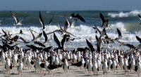 Filename=bird-flock-on-beach~0.jpg
Filesize=118KB
Dimensions=900x491
Date added=Feb 12, 2008 bird-flock-on-beach~0.jpg