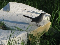 Filename=bird-on-rock.jpg
Filesize=91KB
Dimensions=1000x750
Date added=May 24, 2010 bird-on-rock.jpg