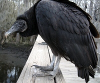 Filename=black-vulture-florida-vulture.jpg
Filesize=152KB
Dimensions=900x745
Date added=Feb 16, 2008 black-vulture-florida-vulture.jpg