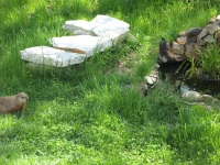 Filename=blackbird-and-marmot.jpg
Filesize=129KB
Dimensions=900x675
Date added=May 24, 2010 blackbird-and-marmot.jpg
