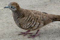 Filename=blue-eyed-bird-of-hawaii.jpg
Filesize=132KB
Dimensions=940x627
Date added=Feb 21, 2008 blue-eyed-bird-of-hawaii.jpg