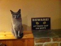 Filename=burmese-blue-cat-alaska.jpg
Filesize=467KB
Dimensions=1200x896
Date added=Feb 27, 2014 burmese-blue-cat-alaska.jpg