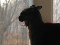 Filename=burmese-cat-yawning.jpg
Filesize=168KB
Dimensions=1460x1095
Date added=Nov 12, 2010 burmese-cat-yawning.jpg