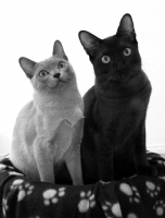Filename=burmese-kittens-ziblane-blue-burmesed2.jpg
Filesize=47KB
Dimensions=675x885
Date added=Dec 09, 2008 burmese-kittens-ziblane-blue-burmesed2.jpg