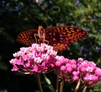 Filename=butterfly-on-flower-2015.jpg
Filesize=224KB
Dimensions=1200x1103
Date added=Dec 30, 2015 butterfly-on-flower-2015.jpg