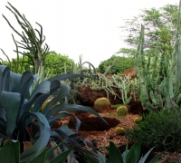 Filename=cactus-gardens-waikiki.jpg
Filesize=159KB
Dimensions=748x675
Date added=Mar 04, 2008 cactus-gardens-waikiki.jpg