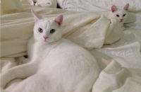 Filename=casper-and-lily-cats.jpg
Filesize=208KB
Dimensions=1100x717
Date added=Dec 26, 2015 casper-and-lily-cats.jpg