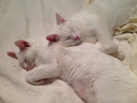 Filename=casper-lily-white-cats-sleeping.jpg
Filesize=232KB
Dimensions=1200x900
Date added=Dec 26, 2015 casper-lily-white-cats-sleeping.jpg