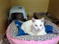 Filename=casper-lily-white-cats.jpg
Filesize=204KB
Dimensions=1200x900
Date added=Dec 26, 2015 casper-lily-white-cats.jpg