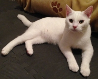 Filename=casper-the-cougar-cat.jpg
Filesize=152KB
Dimensions=1200x963
Date added=Dec 26, 2015 casper-the-cougar-cat.jpg