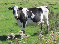 Filename=happy-cow.jpg
Filesize=719KB
Dimensions=1200x900
Date added=Feb 27, 2014 happy-cow.jpg