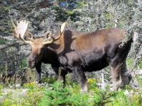 Filename=highland-moose-cape-breton-island.jpg
Filesize=813KB
Dimensions=1200x900
Date added=Nov 16, 2014 highland-moose-cape-breton-island.jpg
