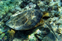 Filename=honu-green-sea-turtle.jpg
Filesize=199KB
Dimensions=900x600
Date added=Feb 24, 2008 honu-green-sea-turtle.jpg