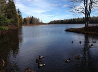 Filename=irishtown-trail-pond-ducks-moncton.jpg
Filesize=363KB
Dimensions=1200x887
Date added=Dec 29, 2015 irishtown-trail-pond-ducks-moncton.jpg