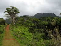 Filename=kailua-ridge-trail.jpg
Filesize=194KB
Dimensions=900x675
Date added=Feb 11, 2008 kailua-ridge-trail.jpg