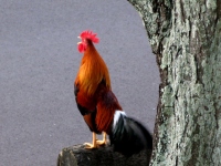 Filename=kauai-rooster-kauai-chickens.jpg
Filesize=136KB
Dimensions=900x675
Date added=Feb 17, 2008 kauai-rooster-kauai-chickens.jpg
