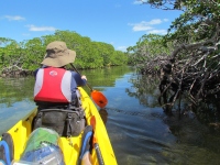 Filename=kayaking-the-mangroves.jpg
Filesize=532KB
Dimensions=1200x900
Date added=Mar 08, 2014 kayaking-the-mangroves.jpg