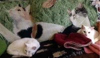 Filename=lily-casper-white-cats-cat-blanket.jpg
Filesize=263KB
Dimensions=1100x644
Date added=Dec 26, 2015 lily-casper-white-cats-cat-blanket.jpg