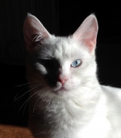 Filename=lily-white-cat.jpg
Filesize=216KB
Dimensions=1100x1256
Date added=Dec 26, 2015 lily-white-cat.jpg