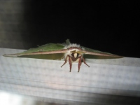 Filename=luna_moth.jpg
Filesize=1147KB
Dimensions=2048x1536
Date added=Jul 04, 2010 luna_moth.jpg