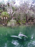 Filename=manatees-florida-rainbow_springs.jpg
Filesize=120KB
Dimensions=506x675
Date added=Feb 12, 2008 manatees-florida-rainbow_springs.jpg
