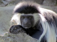 Filename=monkey-at-the-zoo.jpg
Filesize=346KB
Dimensions=1200x900
Date added=Nov 16, 2014 monkey-at-the-zoo.jpg