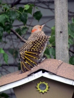 Filename=northern-flicker-new-brunswick.jpg
Filesize=586KB
Dimensions=900x1200
Date added=Feb 27, 2014 northern-flicker-new-brunswick.jpg