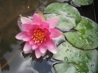 Filename=pink_lily.jpg
Filesize=589KB
Dimensions=965x724
Date added=Aug 27, 2010 pink_lily.jpg