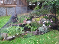 Filename=pond-netting-on-backyard-pond.jpg
Filesize=767KB
Dimensions=1200x900
Date added=Feb 27, 2014 pond-netting-on-backyard-pond.jpg