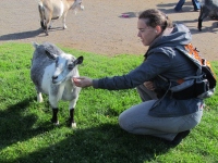 Filename=pygmy-goat-moncton-zoo.jpg
Filesize=653KB
Dimensions=1200x900
Date added=Feb 27, 2014 pygmy-goat-moncton-zoo.jpg