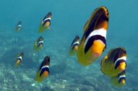 Filename=racoon-butterfly-fish-school.jpg
Filesize=74KB
Dimensions=900x600
Date added=Feb 24, 2008 racoon-butterfly-fish-school.jpg