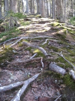 Filename=roots_and_moss_on_trail.jpg
Filesize=792KB
Dimensions=724x965
Date added=Apr 11, 2011 roots_and_moss_on_trail.jpg