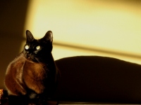 Filename=sable-burmese-jasper-in-the-sunlight.jpg
Filesize=97KB
Dimensions=1000x750
Date added=Jan 12, 2011 sable-burmese-jasper-in-the-sunlight.jpg