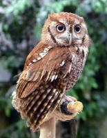 Filename=screech-owl-florida.jpg
Filesize=708KB
Dimensions=1200x1548
Date added=Mar 08, 2014 screech-owl-florida.jpg
