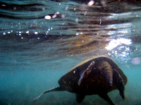 Filename=sea-turtle-hawaii.jpg
Filesize=120KB
Dimensions=900x675
Date added=Feb 20, 2008 sea-turtle-hawaii.jpg
