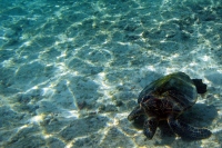 Filename=sea-turtle.jpg
Filesize=179KB
Dimensions=900x600
Date added=Feb 24, 2008 sea-turtle.jpg