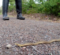 Filename=snake-in-new-brunswick.jpg
Filesize=358KB
Dimensions=1100x1001
Date added=May 07, 2011 snake-in-new-brunswick.jpg