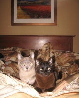 Filename=super8_comfy_a_j.jpg
Filesize=405KB
Dimensions=675x843
Date added=Apr 24, 2010 super8_comfy_a_j.jpg