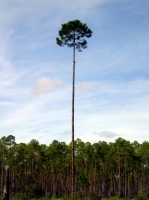 Filename=tall-tree-gum-swamp.jpg
Filesize=77KB
Dimensions=506x675
Date added=Feb 22, 2008 tall-tree-gum-swamp.jpg