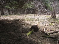 Filename=tidnish_wood_burl_on_root.jpg
Filesize=998KB
Dimensions=965x724
Date added=Apr 25, 2011 tidnish_wood_burl_on_root.jpg